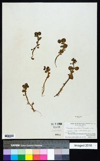 Bacopa rotundifolia image