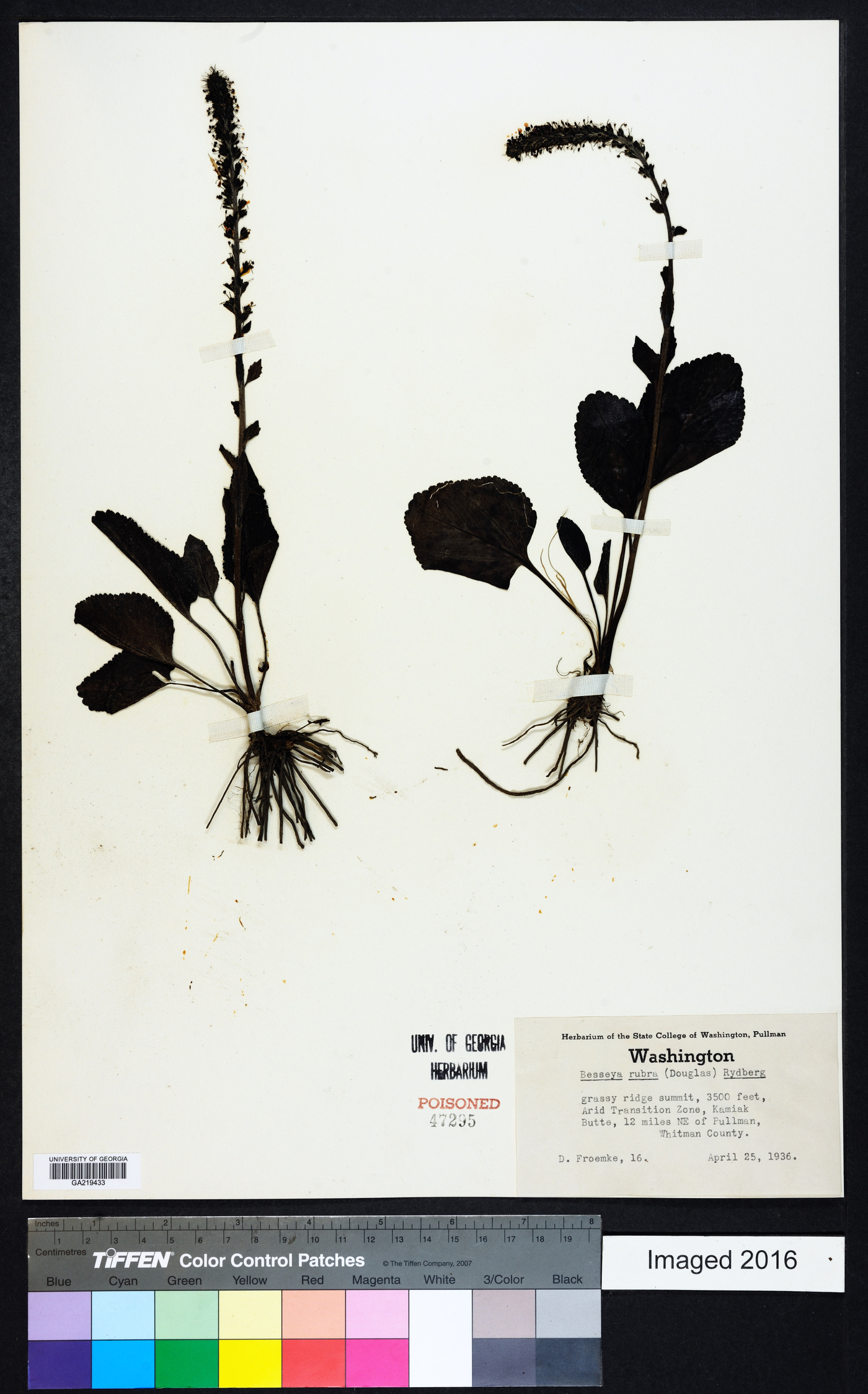 Besseya rubra image