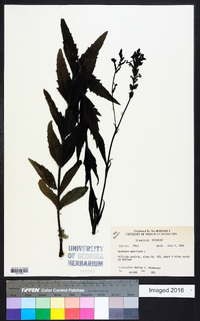 Buchnera americana image