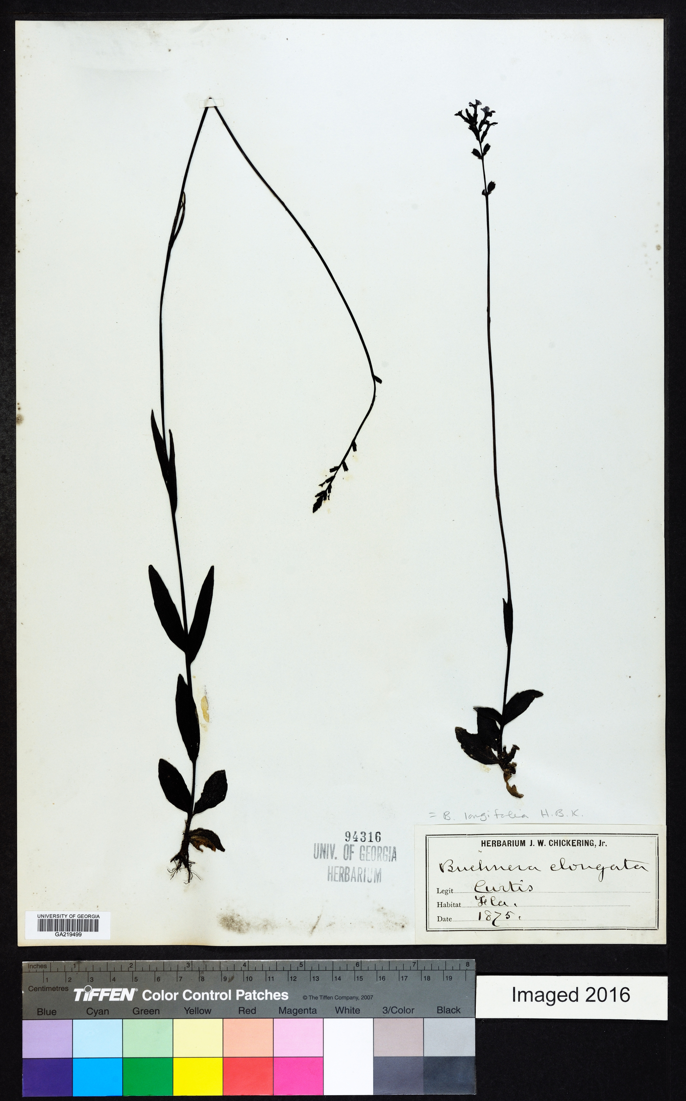 Buchnera longifolia image