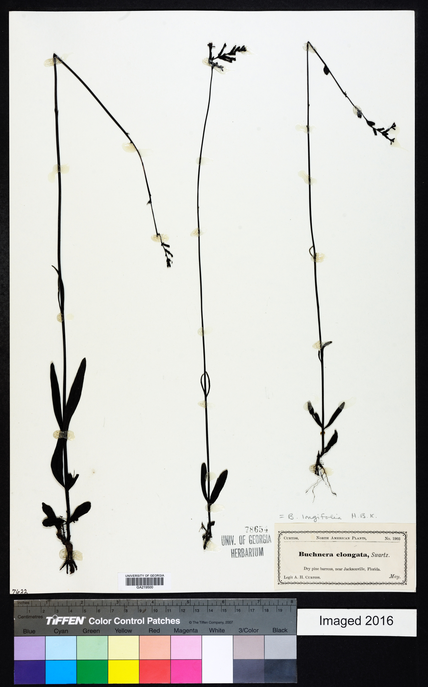 Buchnera longifolia image