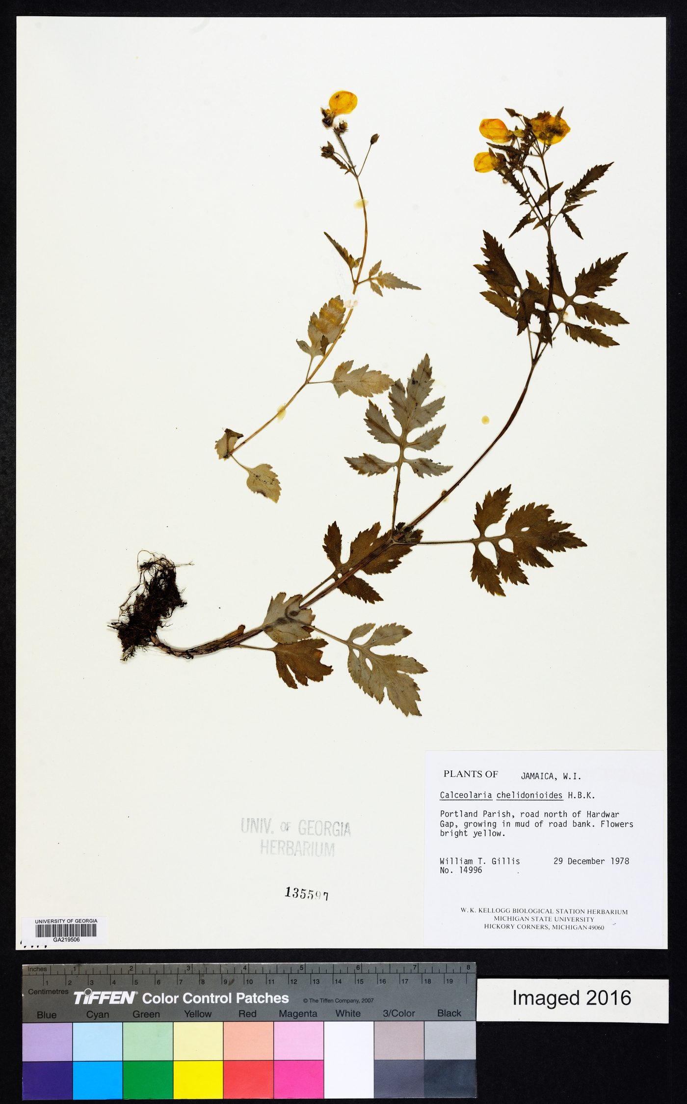 Calceolaria chelidonioides image