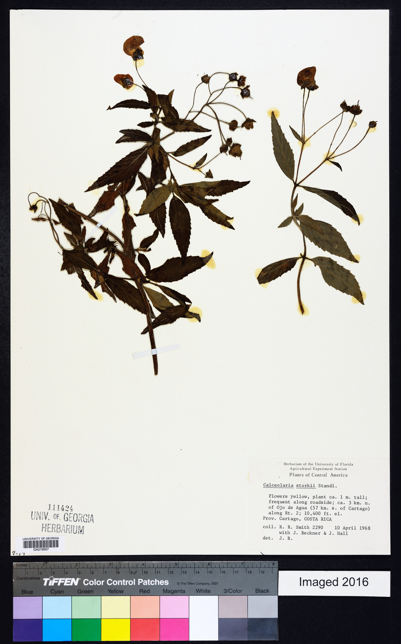 Calceolaria microbefaria subsp. microbefaria image