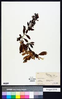 Capraria biflora image