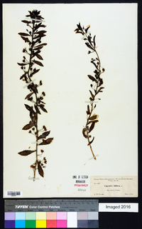 Capraria biflora image