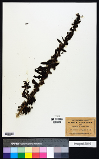 Image of Capraria saxifragifolia