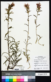 Castilleja affinis image