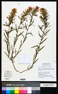 Castilleja angustifolia image