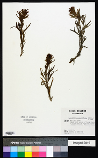 Castilleja angustifolia image