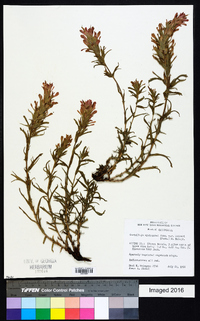 Castilleja applegatei image