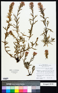 Castilleja applegatei image