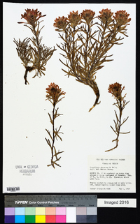 Castilleja chromosa image