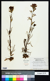 Castilleja coccinea image