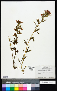 Castilleja coccinea image