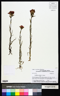 Castilleja coccinea image