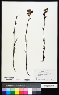 Castilleja coccinea image