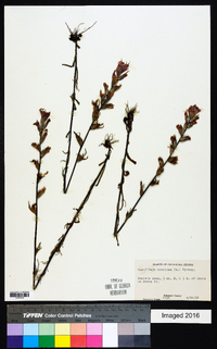 Castilleja coccinea image