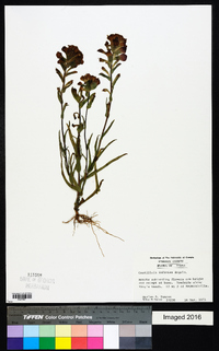 Castilleja indivisa image