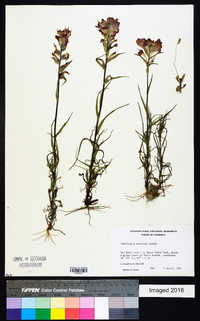 Castilleja indivisa image