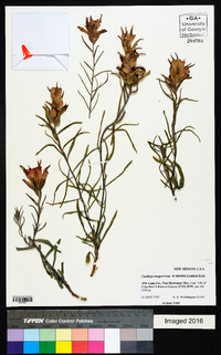 Castilleja integra image