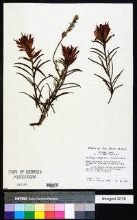 Castilleja integra image