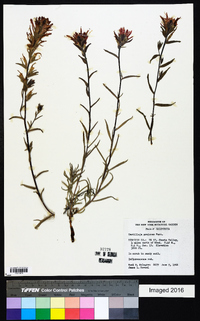 Castilleja pruinosa image