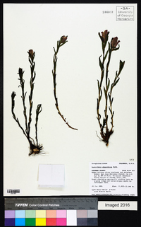 Castilleja rhexiifolia image