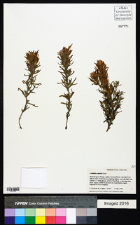 Castilleja scabrida image