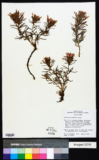 Castilleja scabrida image