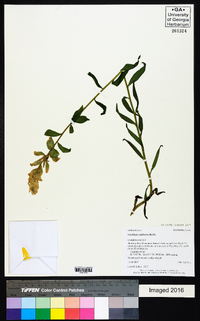 Castilleja sulphurea image