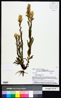 Castilleja sulphurea image