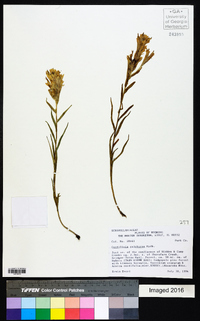 Castilleja sulphurea image