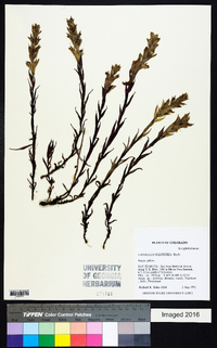 Castilleja sulphurea image