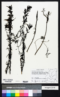 Castilleja tenuiflora image