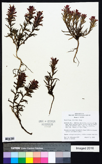 Castilleja viscidula image