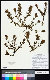 Castilleja viscidula image