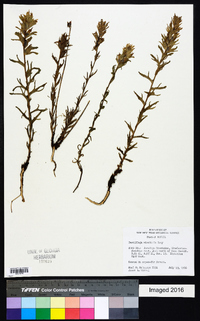 Castilleja viscidula image