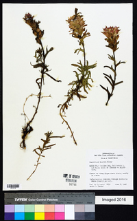 Castilleja affinis image