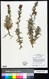 Castilleja foliolosa image
