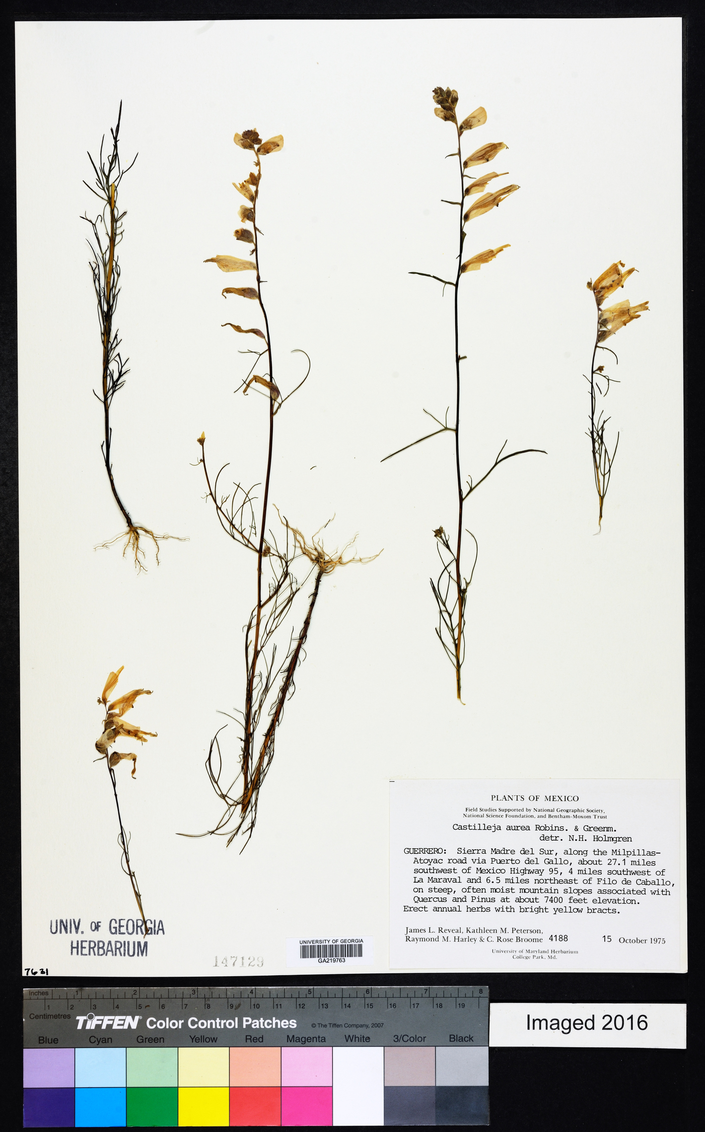 Castilleja aurea image