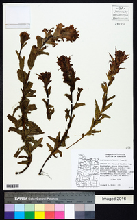 Castilleja litoralis image