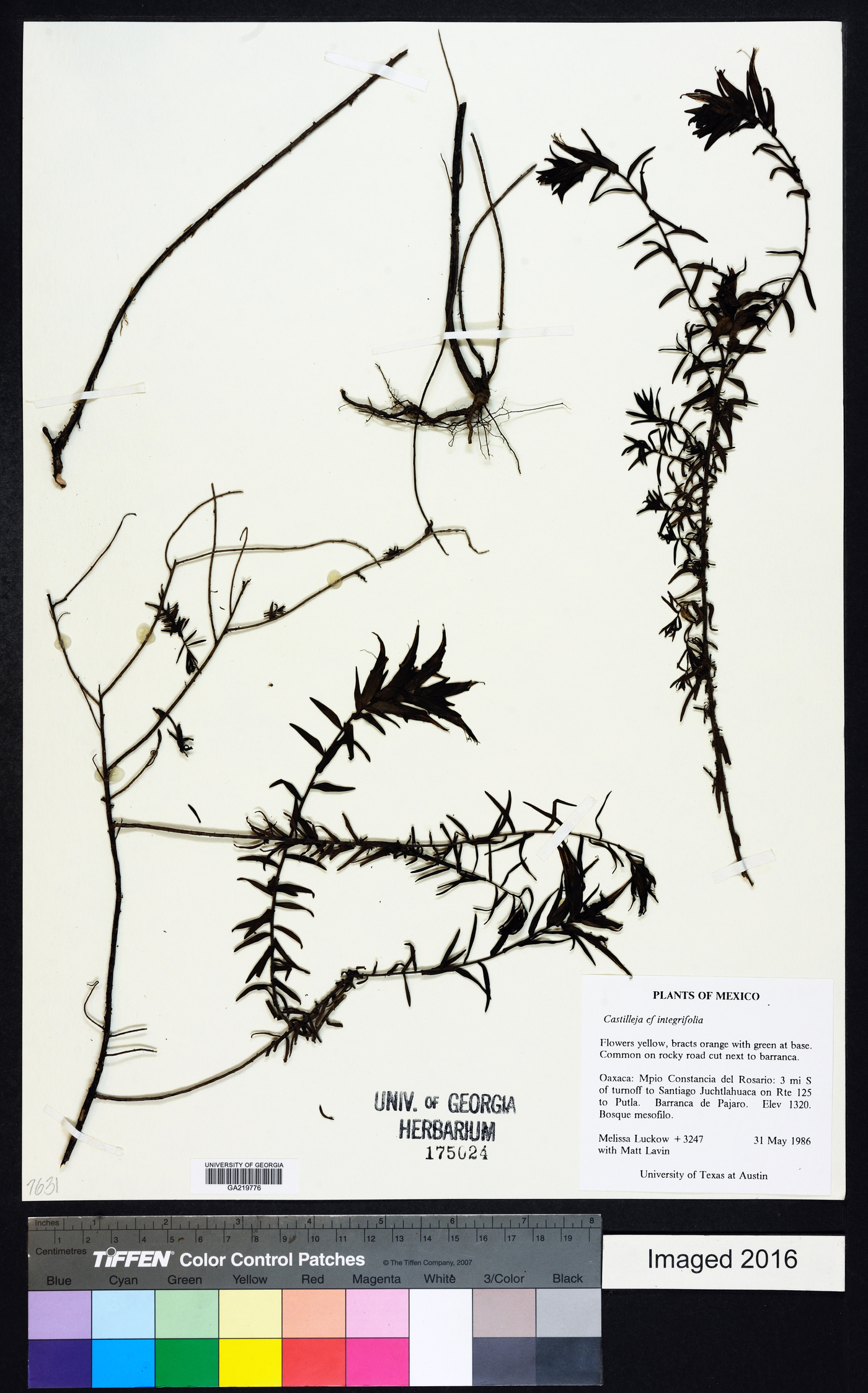 Castilleja integrifolia image
