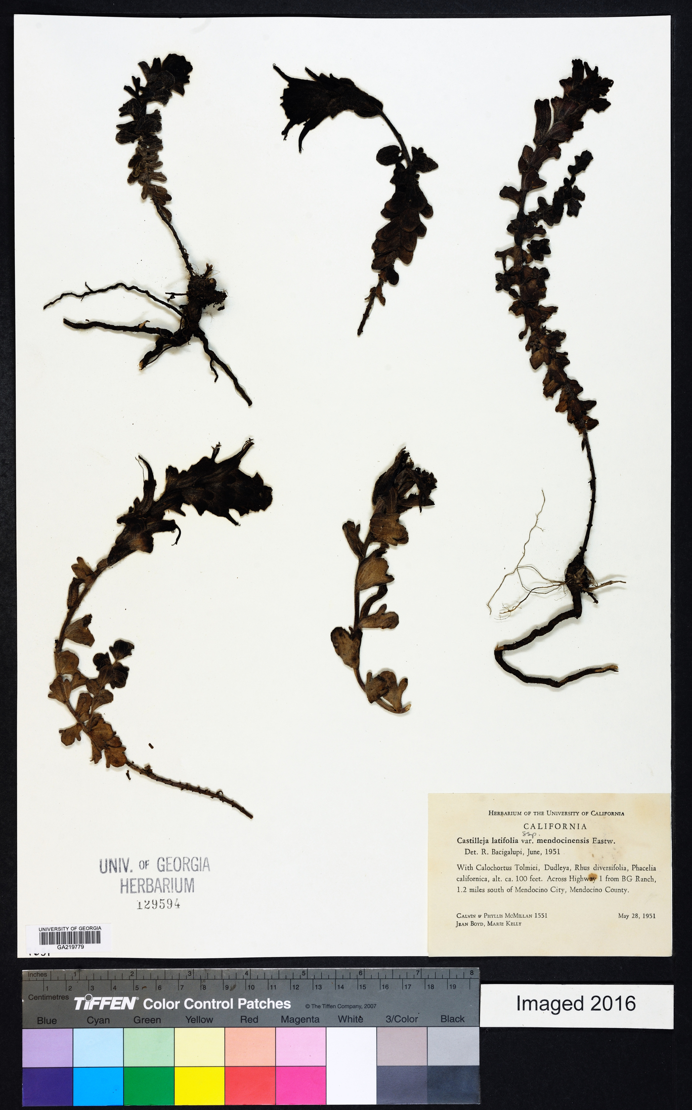 Castilleja mendocinensis image