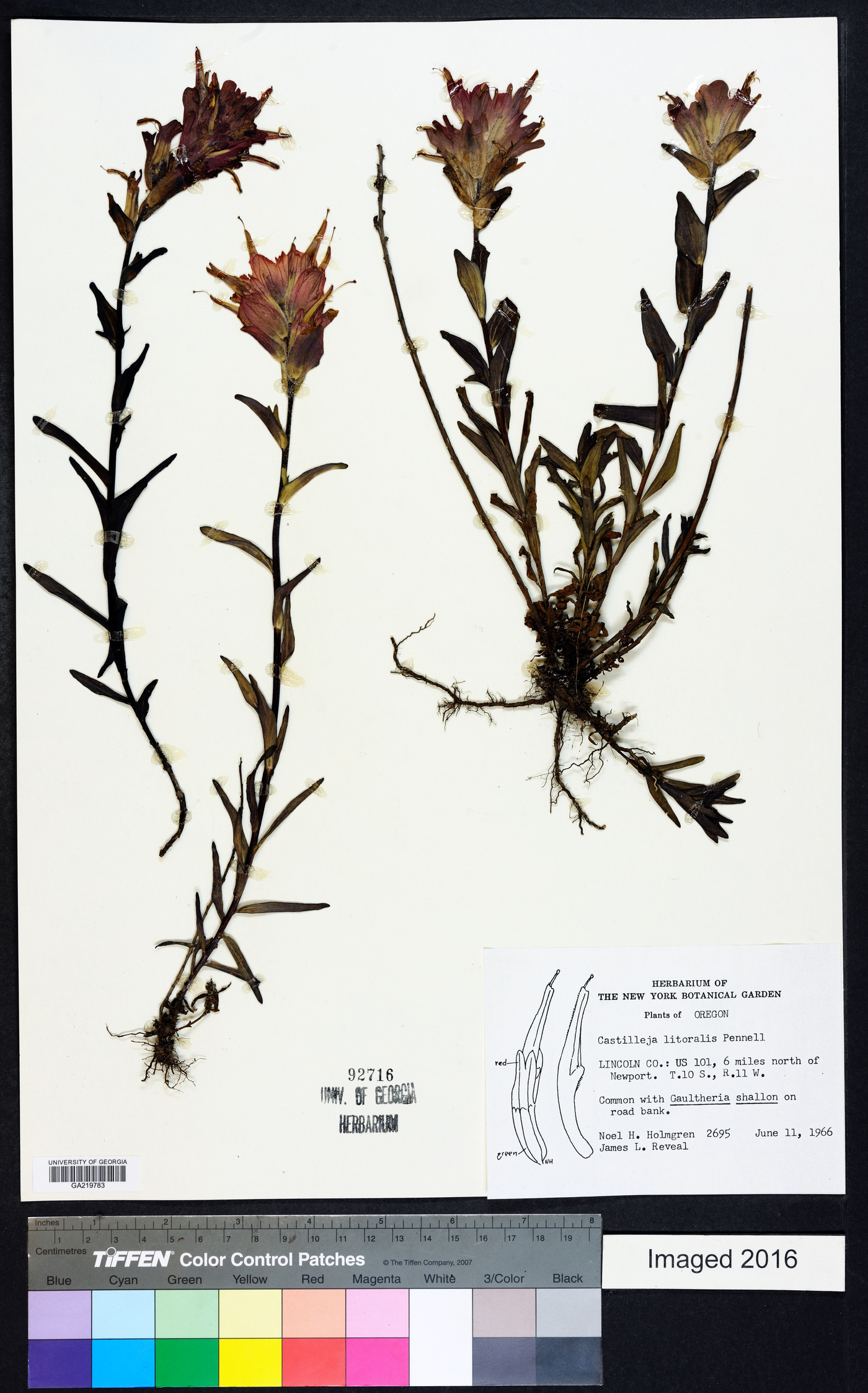 Castilleja litoralis image