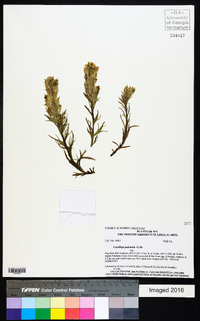 Castilleja pulchella image