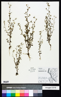 Chaenorhinum minus image