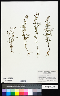 Chaenorhinum minus image