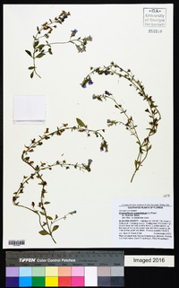 Chaenorhinum origanifolium image