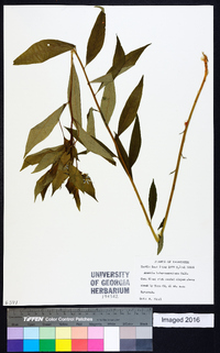 Amsonia tabernaemontana image