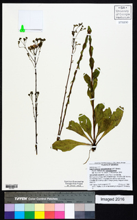 Carphephorus odoratissimus var. odoratissimus image